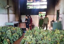  Đoàn liên ngành kiểm tra an toàn thực phẩm tại cơ sở sản xuất chuối sấy Kim Liên- đường Nay Der, TP.Pleiku. Ảnh: N.N