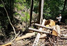 Hiện trường một vụ khai thác gỗ trái phép tại huyện Kbang (ảnh internet)
