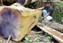 Một cây gỗ lớn tại khu rừng do UBND xã Đak Kơ Ning (huyện Kông Chro) quản lý bị lâm tặc cưa hạ, xẻ thành hộp chờ kéo ra ngoài. Ảnh: C.H