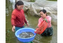  Nghề nuôi cá đã giúp nhiều nông dân ở huyện Phú Thiện có thu nhập gấp 10 lần trồng lúa. Ảnh: Đ.P