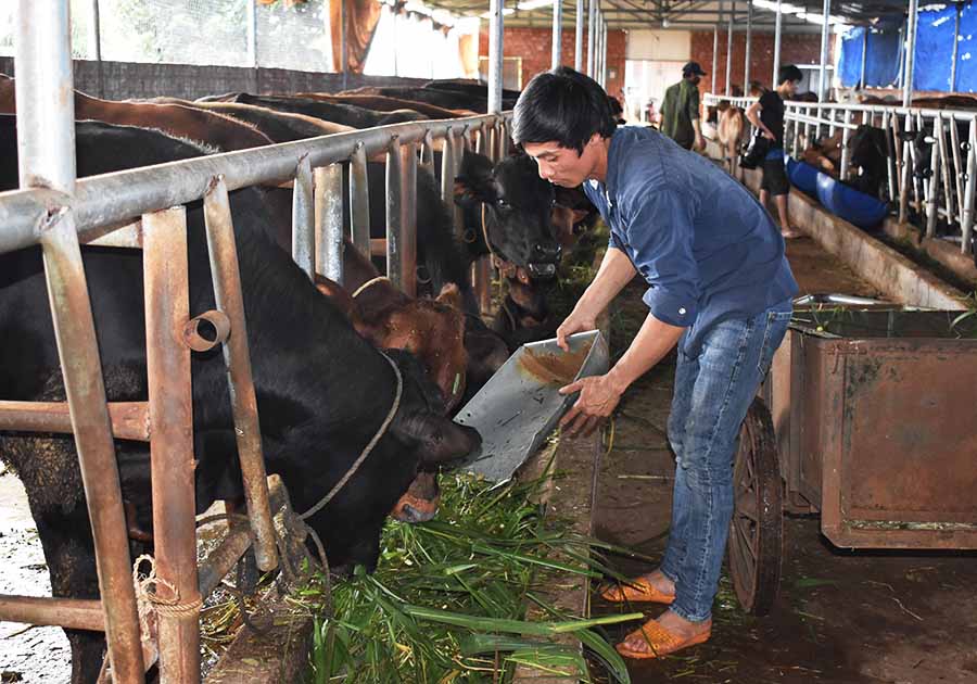    Anh Trần Văn Huỳnh chăm sóc đàn bò. Ảnh: P.T