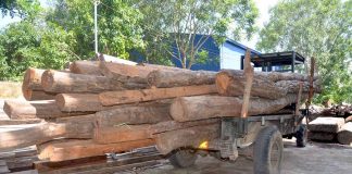 Xe công nông chở gỗ bị tạm giữ tại Hạt Kiểm lâm Ayun Pa. Ảnh: Đ.P