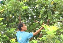 Gia Lai: Trở thành triệu phú nhờ trồng bơ sầu riêng xen trong vườn cà phê