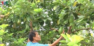Gia Lai: Trở thành triệu phú nhờ trồng bơ sầu riêng xen trong vườn cà phê