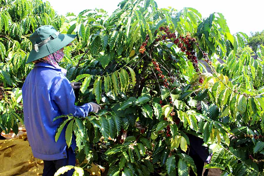 Những diện tích cà phê già cỗi, kém chất lượng sẽ được huyện tập trung tái canh. Ảnh: Q.T