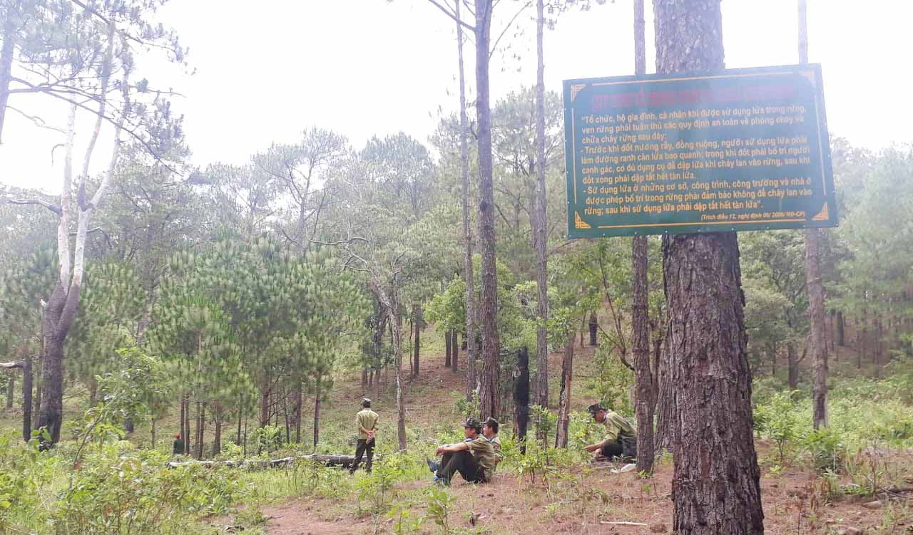 Rừng thông Kon H'rung. Ảnh: Nguyễn Tú