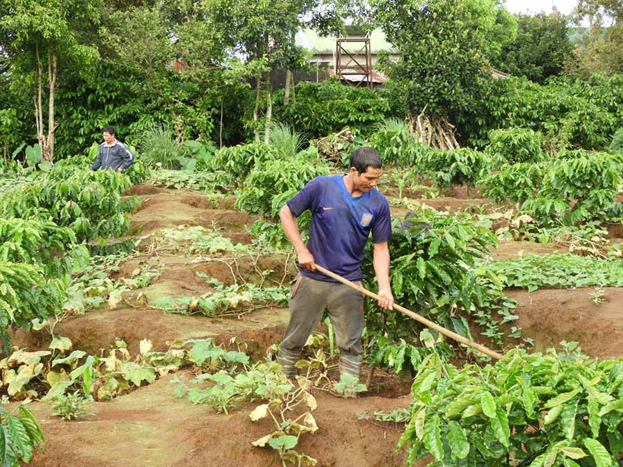   Nông dân tái canh vườn cà phê để mang lại hiệu quả kinh tế cao hơn.       Ảnh: T.N