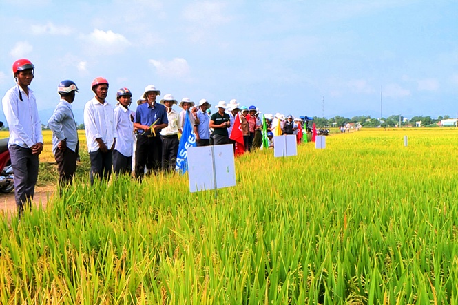 Nhiều giống lúa chất lượng ca vbtto được đưa vào sản xuất trên những cánh đồng lớn.