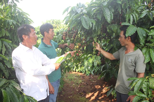 Cà phê “mất mùa, mất giá”, dân mày mò chế biến sản phẩm từ “A đến Z” - 3 Cà phê “mất mùa, mất giá”, dân mày mò chế biến sản phẩm từ “A đến Z” - 3 vbtt