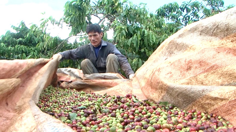 Vbtt 01 Người dân tại huyện Ia Grai đang thu hoạch cà phê.
