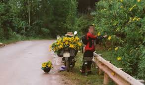 Hình ảnh nam thanh niên hái hoa dã quỳ trên đường phượt gây tranh cãi. Ảnh internet