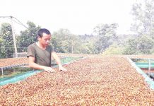  Anh Nguyễn Tiến Thành kiểm tra độ khô của cà phê nhân. Ảnh: L.N