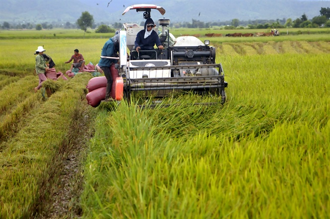 Nông dân Phú Thiện thu hoạch lúa vụ mùa. vbtt