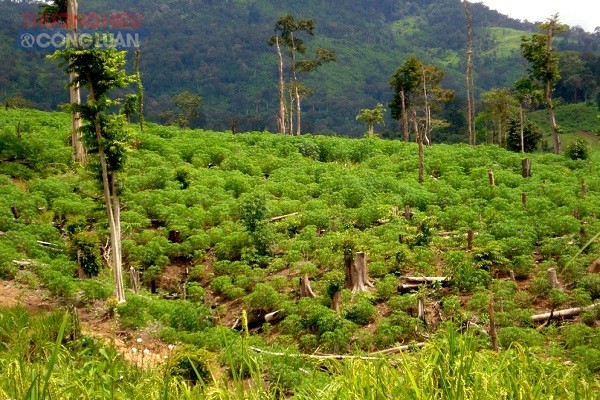 Rừng biên giới Ia Chiă vẫn không ngừng bị phá để làm rẫy Rừng biên giới Ia Chiă vẫn không ngừng bị phá để làm rẫy vbtt 01