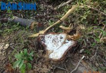 Gia Lai: Vi phạm quản lý bảo vệ rừng, một trưởng ban bị khởi tố