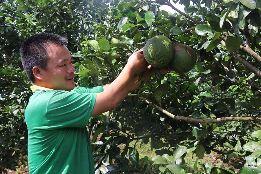  Từ năm 2010 đến nay, anh Lê Văn Thọ (thôn 9, xã Chơ Long, huyện Kông Chro) đã chuyển đổi 8 ha mía sang trồng cây ăn quả. Ảnh: N.M