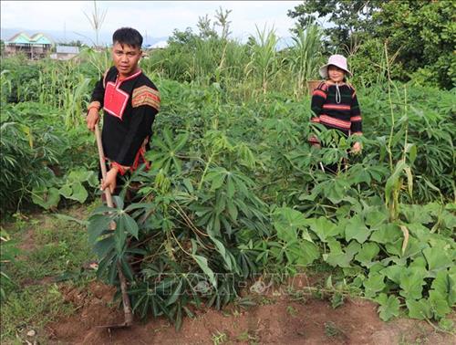 Anh Ksor T'lía, 30 tuổi, dân tộc Jrai, sinh sống tại buôn Pan, xã Ia Rsai (Krông Pa, Gia Lai) trồng sắn. Ảnh: Hồng Điệp - TTXVN vbtt