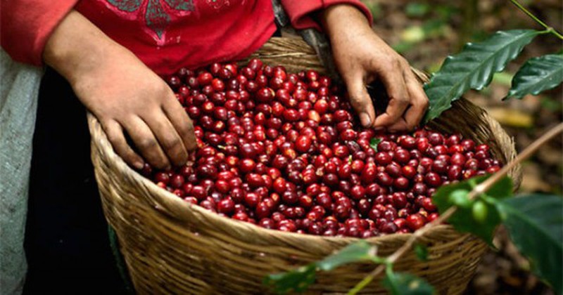 Việt Nam đang vươn lên thành một “quốc gia cà phê” trên thế giới. (ảnh internet)