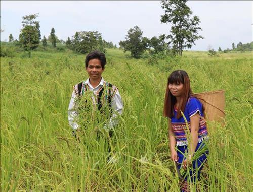 Gia đình anh Đinh Khek, 34 tuổi, dân tộc Bahnar, sống tại làng T’kăt, xã Đăk Kơning (Kông Chro, Gia Lai) thoát nghèo nhờ chăn nuôi, trồng trọt. Ảnh: Hồng Điệp - TTXVN vbtt