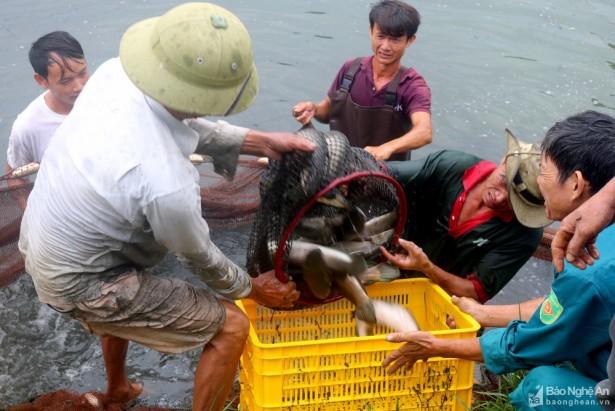 Nghệ An: Nuôi cá lóc mõm nhím ở Quỳnh Lưu lãi hàng trăm triệu đồng Ảnh 1
