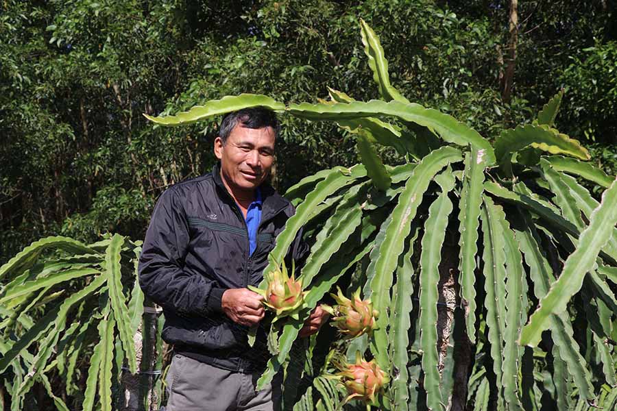    Vườn thanh long 4 ha của gia đình ông Phạm Quang Tháp  (làng Klá-Môn, xã Yang Bắc, huyện Đak Pơ) mang lại thu nhập  600-800 triệu đồng/năm. Ảnh: N.M