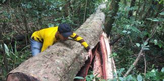 Hiện trường một vụ phá rừng ở làng Tar. Ảnh: Văn Ngọc