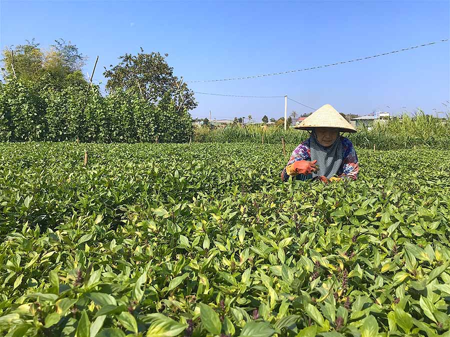   Bà Phùng Thị Cẩm (thôn 3, xã An Phú, TP. Pleiku) chăm sóc  vườn rau thơm của gia đình. Ảnh: M.T