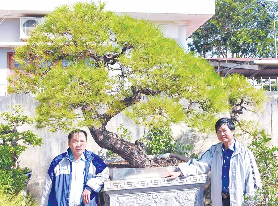  Ông Nguyễn Văn Vỹ (tổ 4, thị trấn Kon Dơng, huyện Mang Yang; bìa phải) bên một gốc thông bonsai của mình. Ảnh: H.P