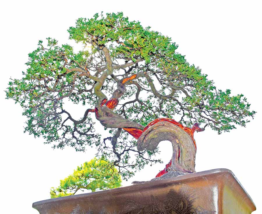 Một gốc tùng bonsai của ông Nguyễn Văn Vỹ. Ảnh: H.P