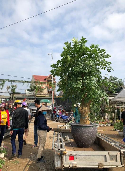 Bưởi diễn Hà Nội về chợ quê miền Trung giá gần 20 triệu đồng/cây hút khách Ảnh 9