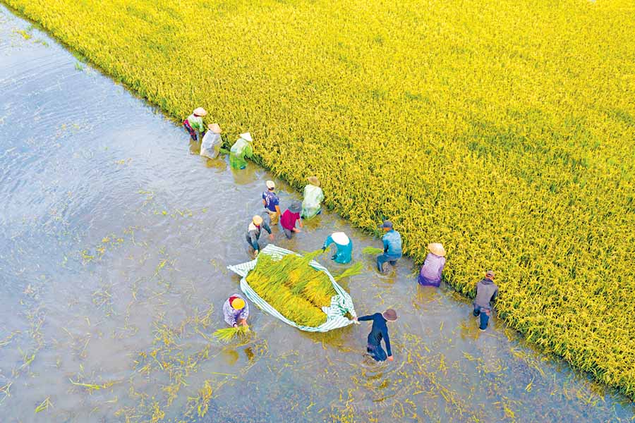  Thu hoạch lúa ở cánh đồng thuộc huyện Đak Đoa.     Ảnh: HOÀNG QUỐC VĨNH