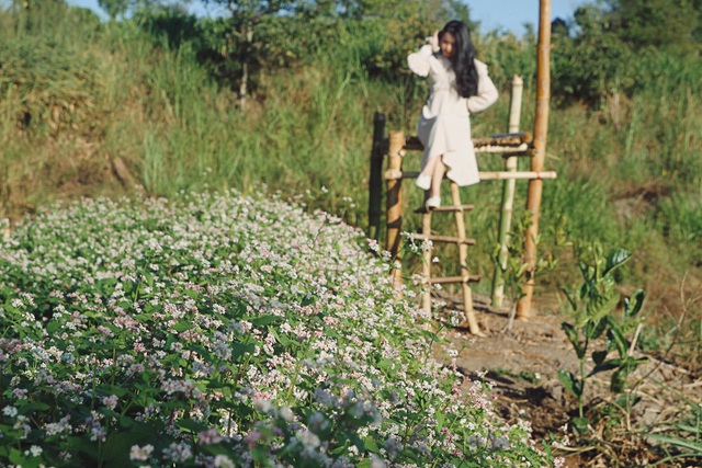 Đầu xuân, thiếu nữ đua sắc cùng hoa tam giác mạch xứ Bắc giữa lòng phố núi - 6 Đầu xuân, thiếu nữ đua sắc cùng hoa tam giác mạch xứ Bắc giữa lòng phố núi - 6