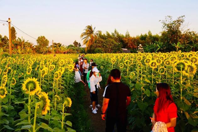 Check-in vườn hoa hướng dương rực rỡ ở Đồng Nai ngày đầu năm mới 2020 Ảnh 2