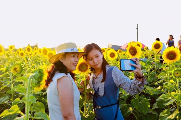 Check-in vườn hoa hướng dương rực rỡ ở Đồng Nai ngày đầu năm mới 2020 Ảnh 5