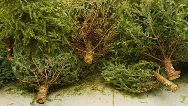 Ba Lan tận dụng cây thông Giáng sinh để biến thành năng lượng sạch Ảnh 1
