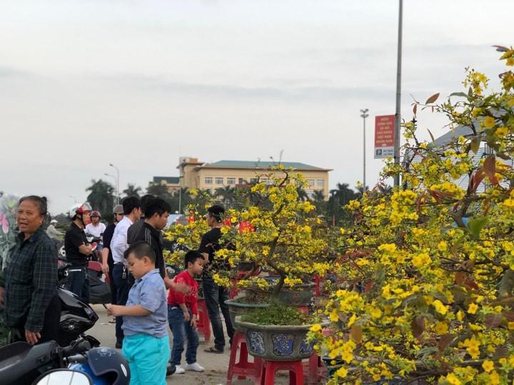 Bưởi diễn Hà Nội về chợ quê miền Trung giá gần 20 triệu đồng/cây hút khách Ảnh 1