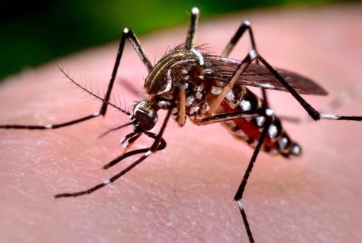 Công nghệ chỉnh sửa gien muỗi tạo đột phá ngăn ngừa sốt xuất huyết Ảnh 1