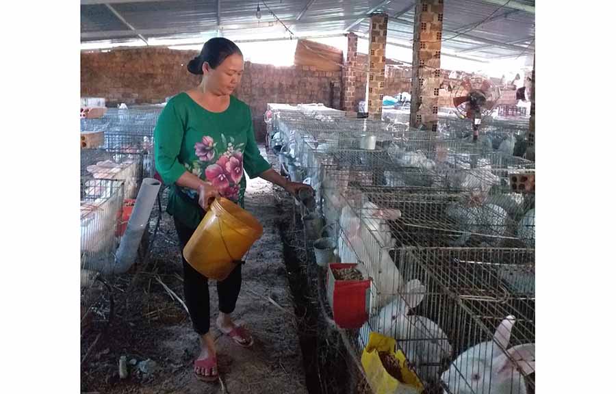   Chị Trần Thị Thoa cho thỏ ăn. Ảnh: A.H