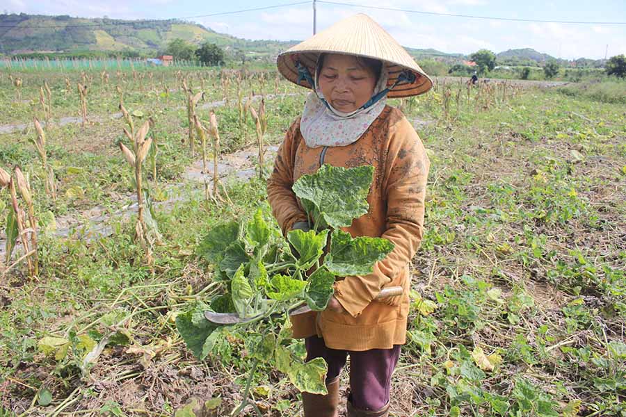  Ruộng bí của bà Lê Thị Thu (thôn 2, xã Đông, huyện Kbang) giảm mạnh năng suất do bị nhiễm bệnh khảm lá. Ảnh: H.S
