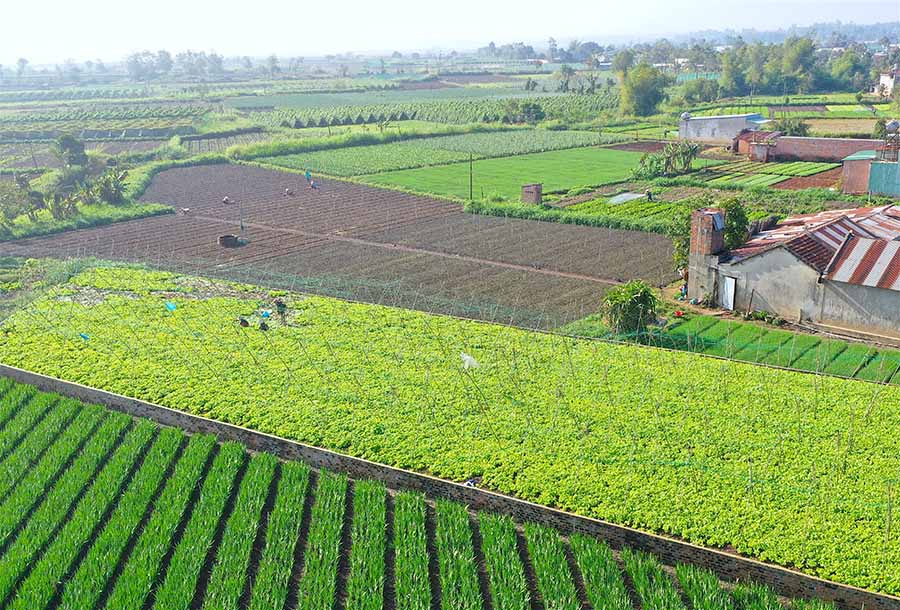  Một góc vùng chuyên canh rau An Phú nhìn từ trên cao. Ảnh: Quang Tấn
