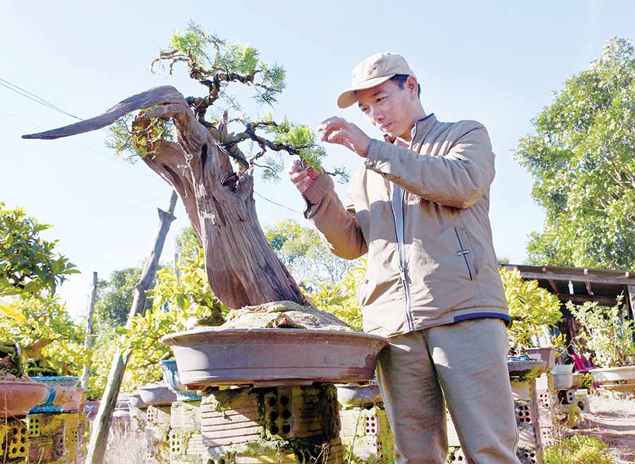 Ông Lê Phan Trung Quang  (tổ 6, phường Thắng Lợi, TP. Pleiku) chăm sóc một gốc bonsai. Ảnh: H.P