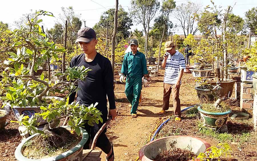 Nhân công tại các nhà vườn đang tất bật chăm sóc mai sau Tết. Ảnh: H.P