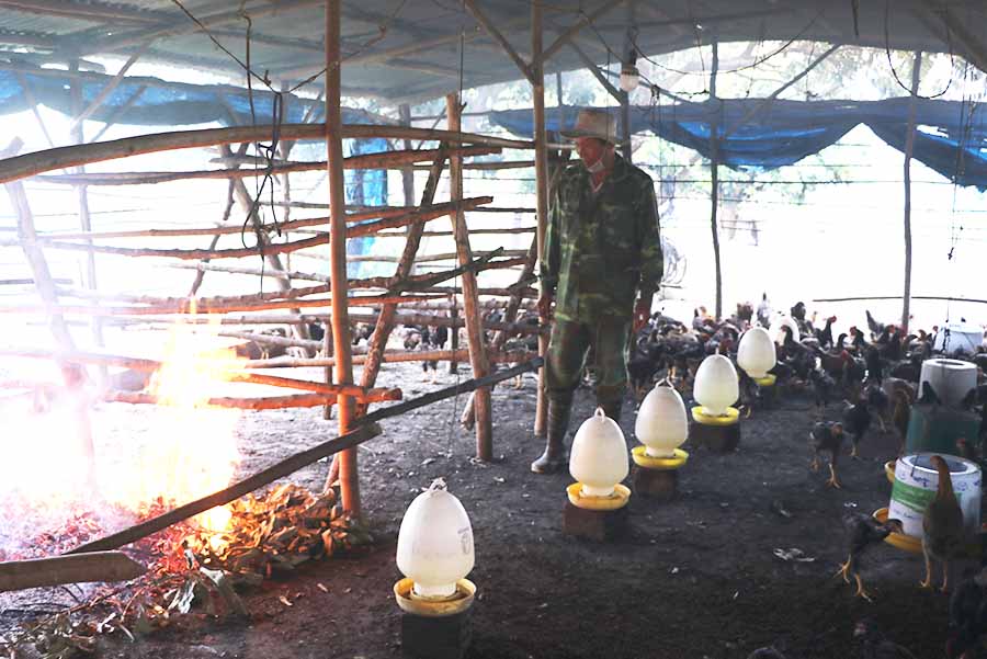  Dùng lửa hun là cách phòng ngừa dịch bệnh cho đàn gà của gia đình ông Nguyễn Văn Thao (thôn An Hòa, xã Phú An, huyện Đak Pơ). Ảnh: Ngọc Minh