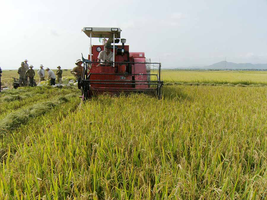  Nông dân huyện Phú Thiện thu hoạch lúa. Ảnh: Đ.P