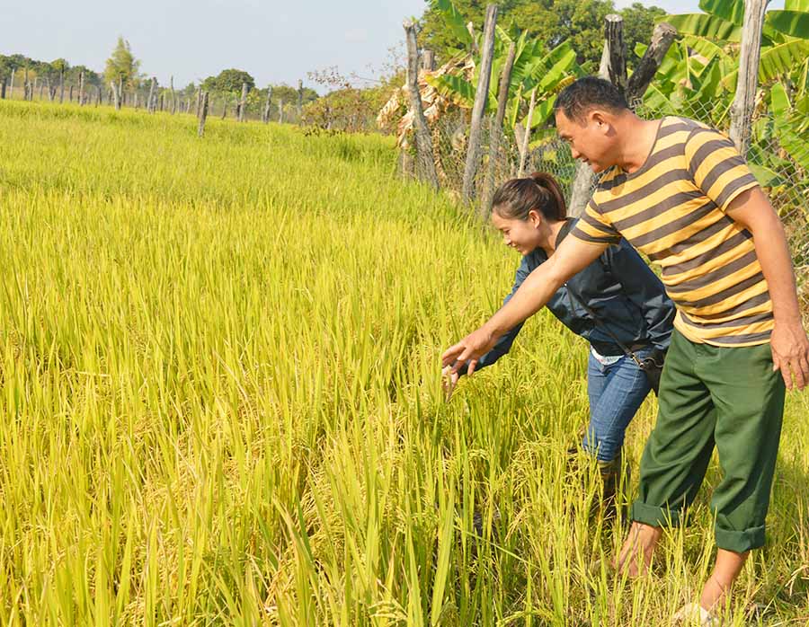  Ông Lâm Văn Vệ (thôn Bắc Thái) kiểm tra diện tích lúa của gia đình để chuẩn bị thu hoạch. Ảnh: P.D