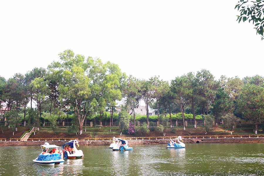   Hàng thông bên hồ Diên Hồng (TP. Pleiku). Ảnh: ĐINH HUY HOÀNG