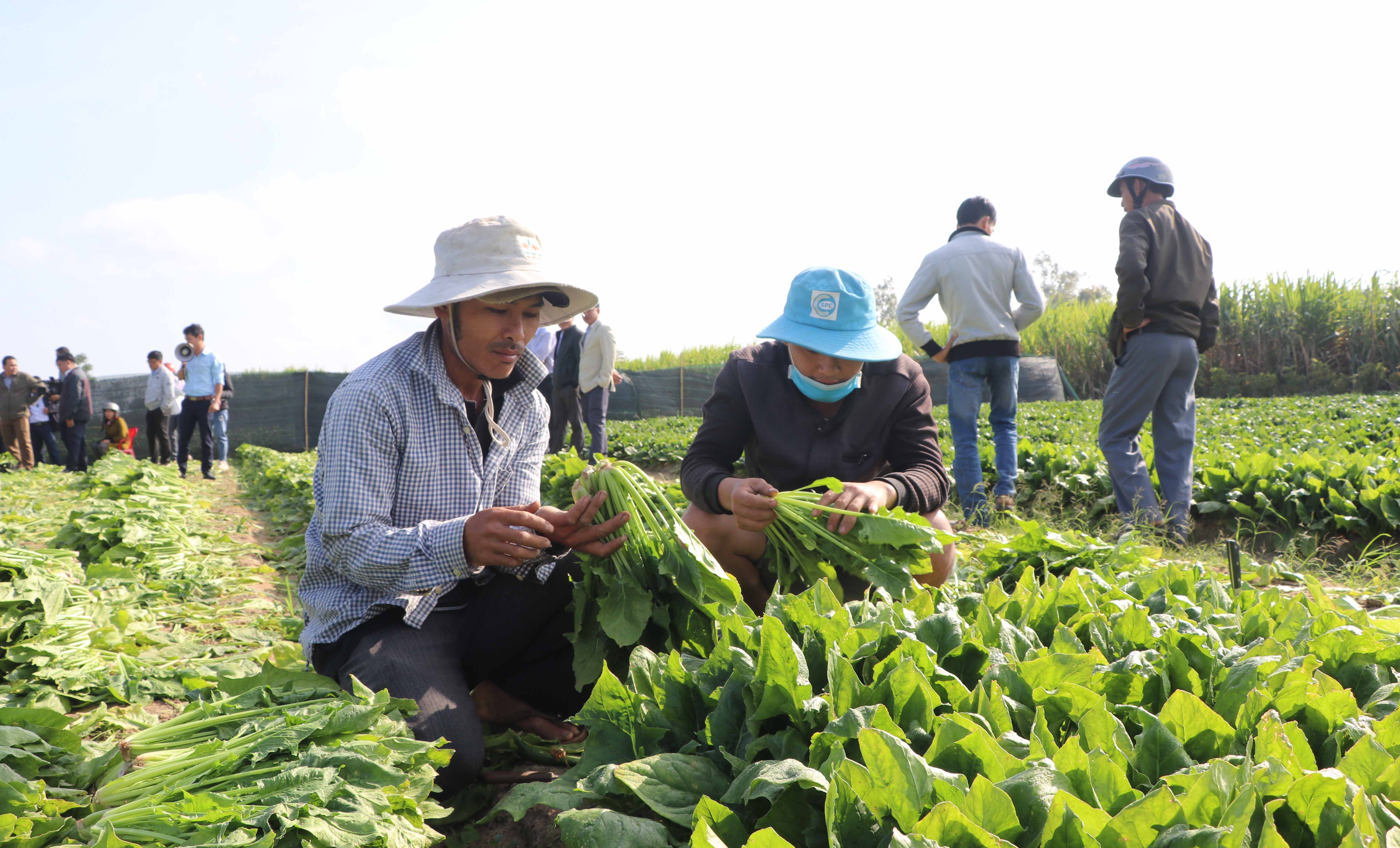 Rau chân vịt hay còn gọi là cải bó xôi trồng trên địa bàn huyện Đak Pơ cho sản lượng, chất lượng tốt.  Ảnh: Ngọc Minh 