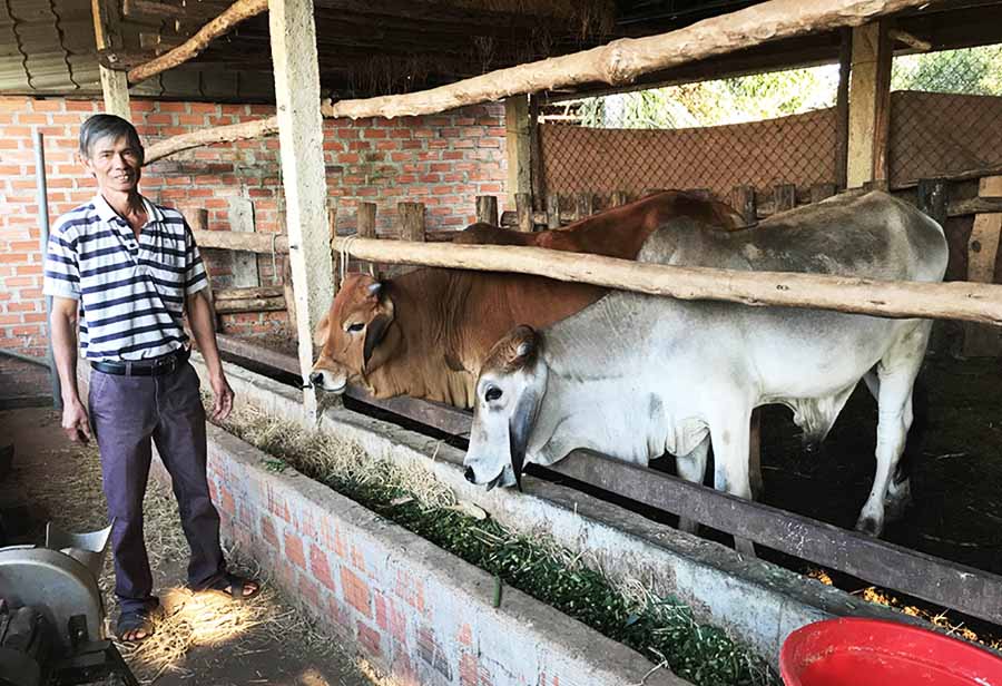   Ông Võ Văn Lộc (thôn 2, xã An Phú, TP. Pleiku) bên cặp bò đực có giá hiện nay khoảng 40 triệu đồng. Ảnh: N.H