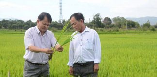    Cán bộ kỹ thuật kiểm tra ruộng đồng, hướng dẫn nông dân cách phòng trừ sâu bệnh hại lúa.Ảnh: Đ.P