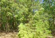   Bảo vệ và phát triển các loài cây xanh mang góp phần cân bằng về môi trường, khí hậu ở Cao nguyên. Ảnh: T.N